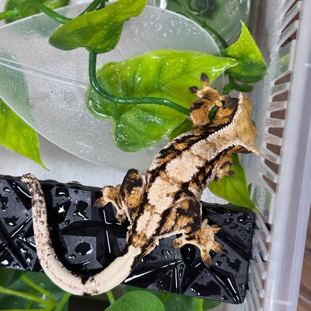 트라이 익스트림할리퀸 텐저린