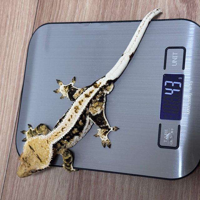 트라이 익스트림할리퀸