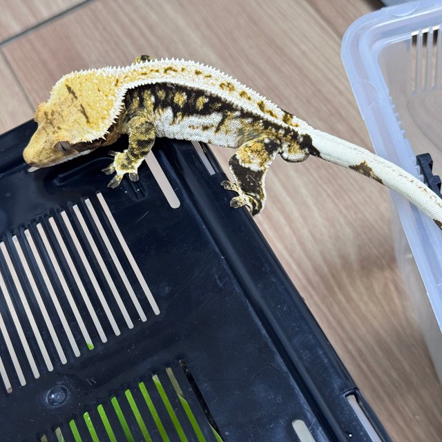 트라이 익스트림할리퀸