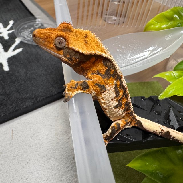 트라이 익스트림할리퀸 텐저린