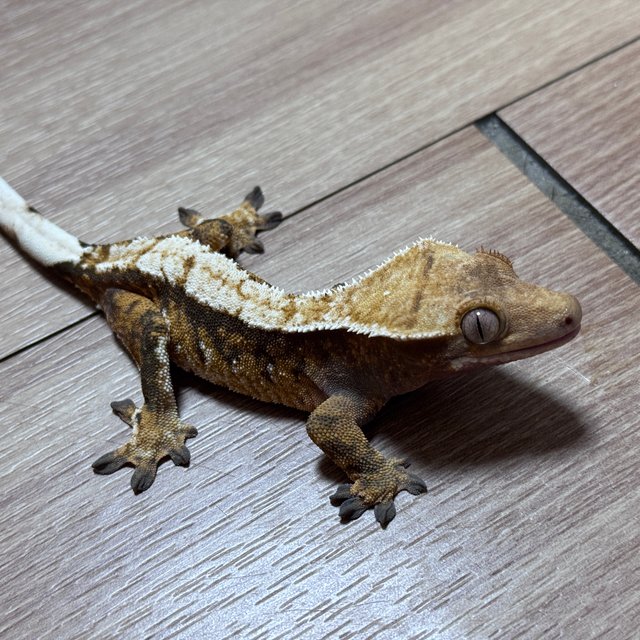 트라이 익스트림할리퀸