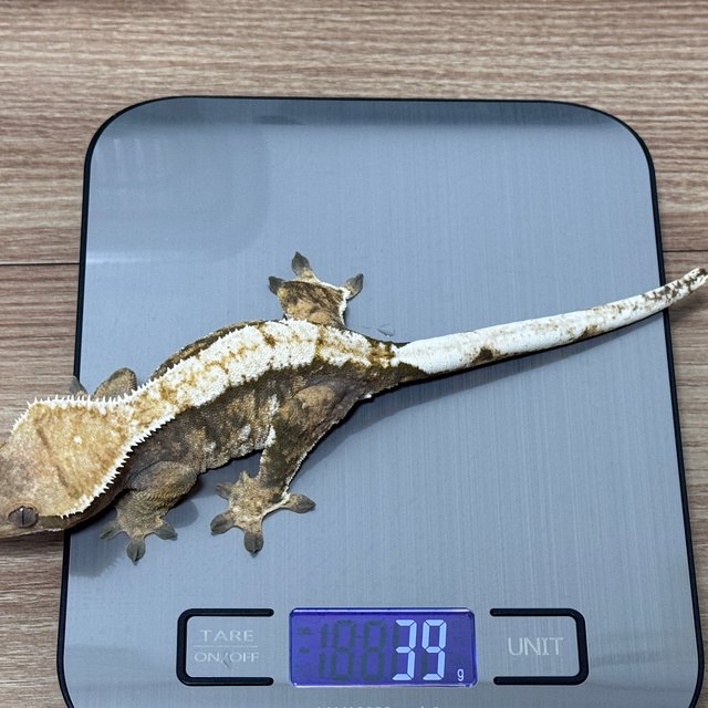 트라이 익스트림할리퀸