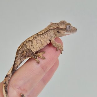 노멀 크림 옐로우 브린들