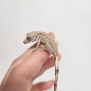 크림 옐로우 팬텀 크림시클