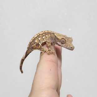 노멀 트라이