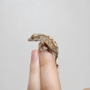 노멀 크림 옐로우 크림시클