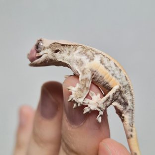 크림 크림시클 옐로우 릴리화이트