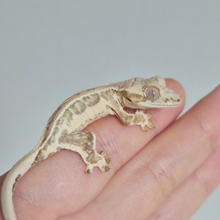 옐로우 크림 크림시클 릴리화이트