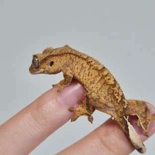 노멀 옐로우 크림 팬텀 브린들