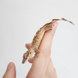 노멀 크림 크림시클 옐로우