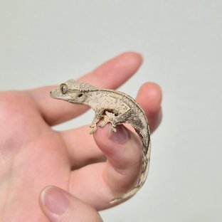 노멀 옐로우 크림 크림시클 팬텀