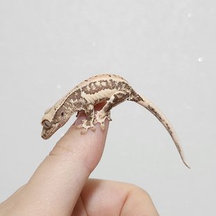 릴리화이트 바브
