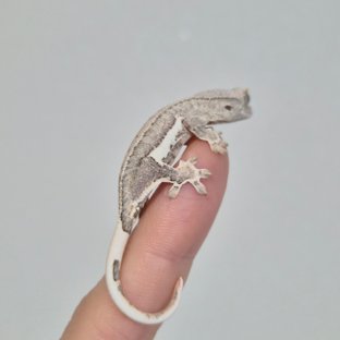 옐로우 크림 팬텀 릴리화이트