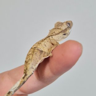 노멀 옐로우 크림 팬텀 브린들