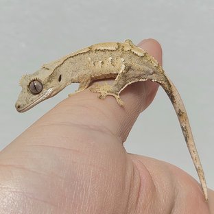 노멀 크림 크림시클 옐로우