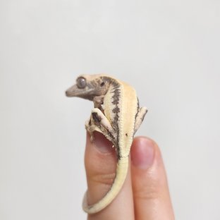 세이블 릴리 세이블 릴리화이트