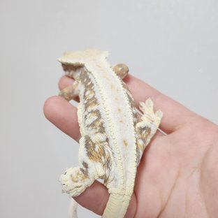 트라이 릴리화이트