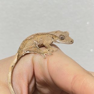 노멀 크림 크림시클 옐로우 팬텀 화이트포트홀