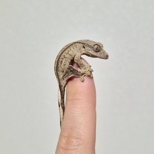 노멀 옐로우 크림 크림시클 팬텀