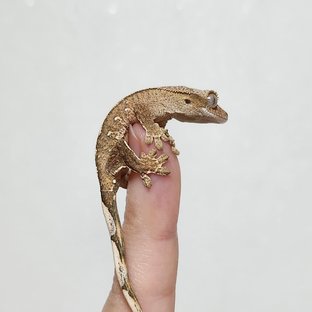 노멀 크림시클 크림 옐로우 바브