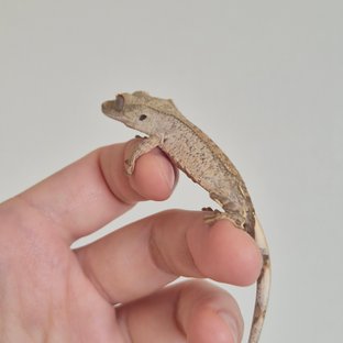 노멀 옐로우 크림 크림시클 팬텀