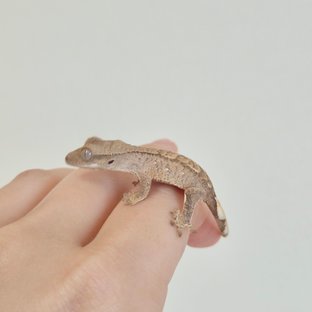 노멀 옐로우 크림 크림시클 팬텀