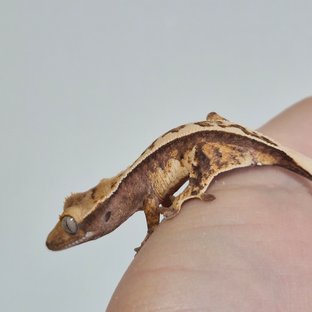 노멀 트라이 쿼드