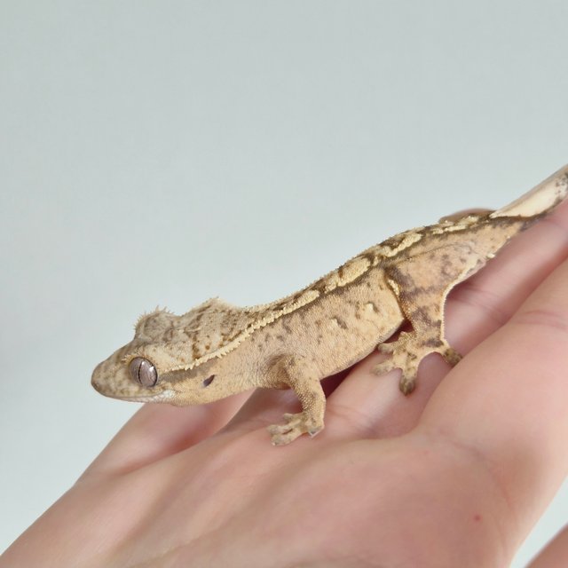 노멀 크림 크림시클 옐로우