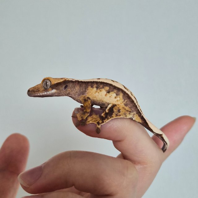 노멀 트라이 쿼드