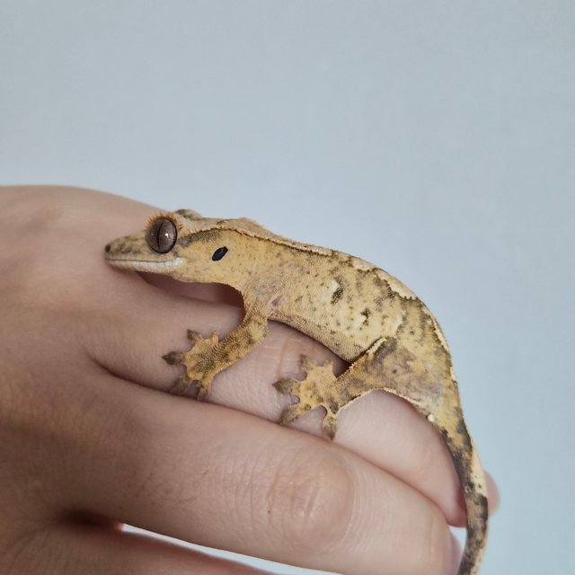 노멀 옐로우 크림