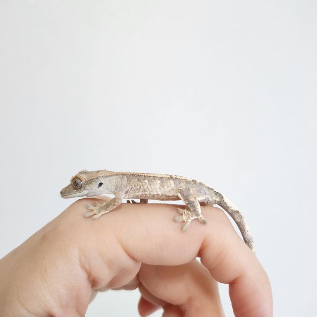 카푸치노 트라이