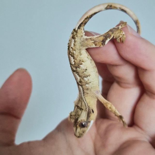 노멀 크림 크림시클 옐로우