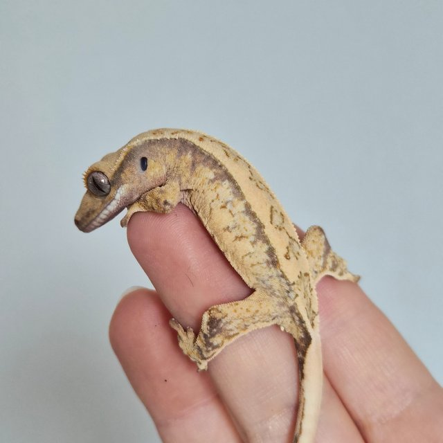 노멀 트라이 드리피