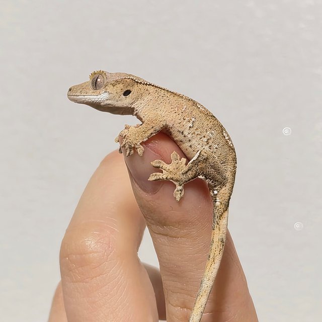 노멀 크림 크림시클 옐로우 팬텀 화이트포트홀