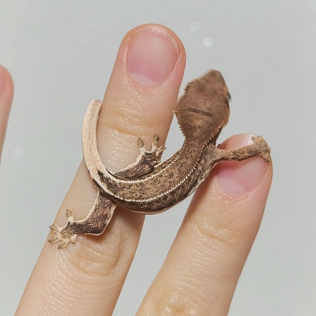 크림 옐로우 팬텀 릴리화이트