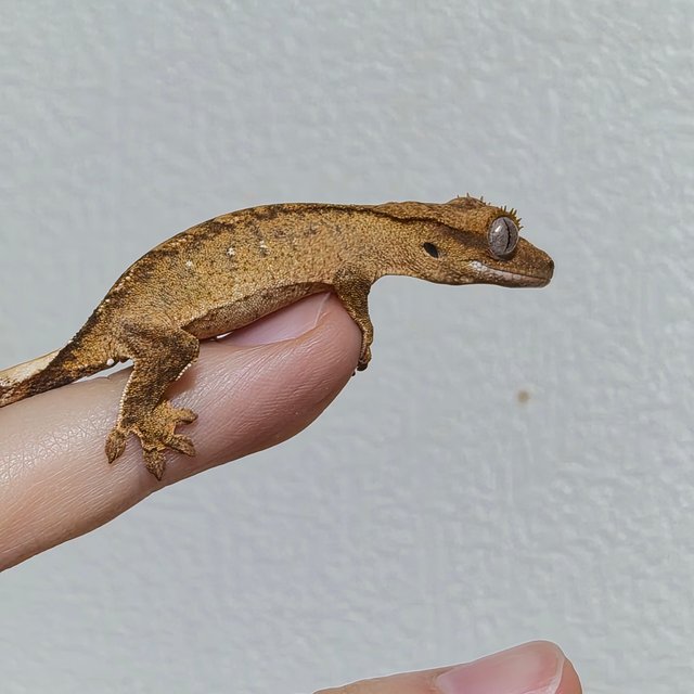 노멀 크림 크림시클 옐로우 팬텀