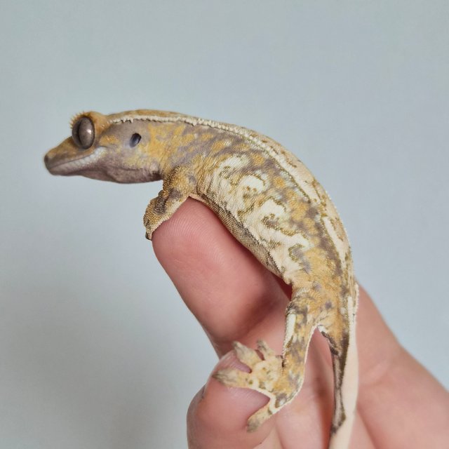 노멀 트라이 쿼드 드리피 화이트스팟