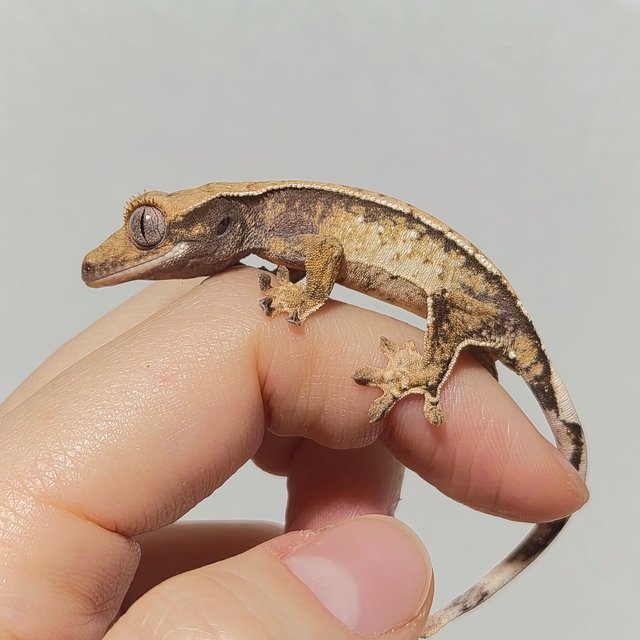 노멀 트라이 익스트림할리퀸 화이트스팟