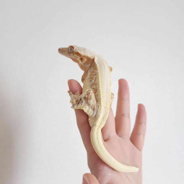 크림 크림시클 옐로우 릴리화이트