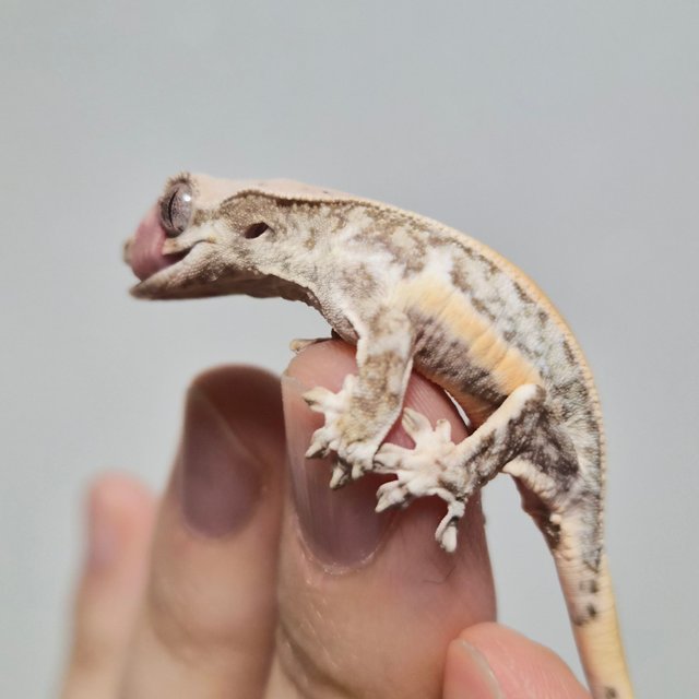 크림 크림시클 옐로우 릴리화이트