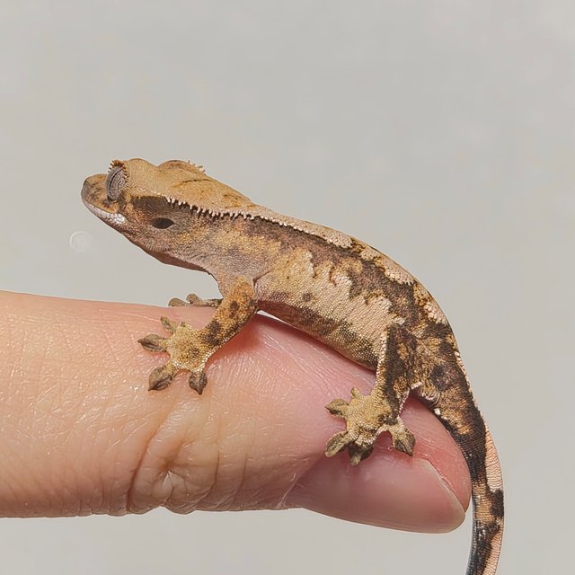 노멀 트라이 익스트림할리퀸