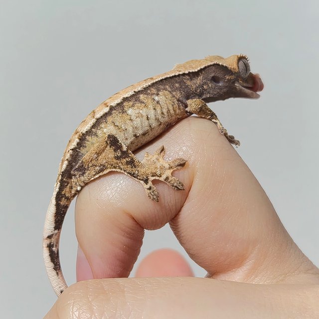 노멀 트라이 익스트림할리퀸 화이트스팟