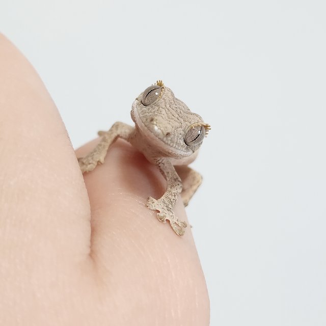 노멀 크림 크림시클 옐로우 팬텀 브린들