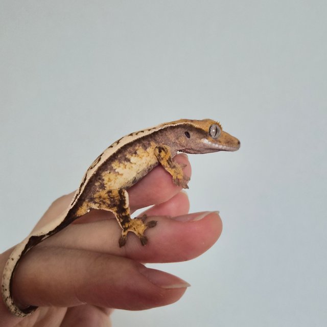 노멀 트라이 쿼드