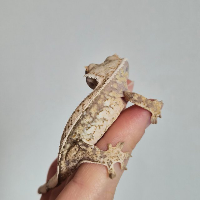 노멀 트라이 쿼드