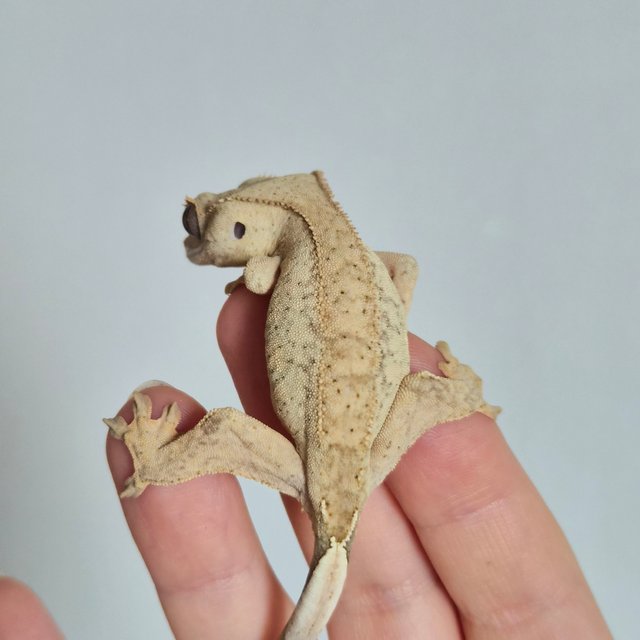 노멀 크림 크림시클 옐로우 팬텀 브린들