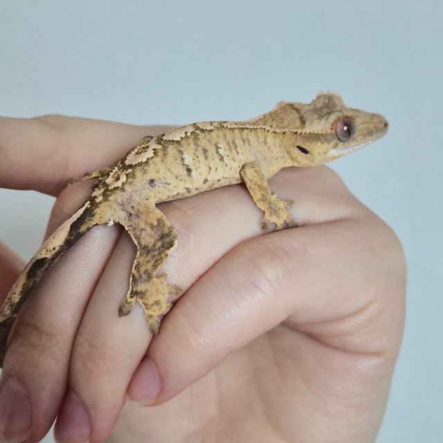 노멀 옐로우 크림