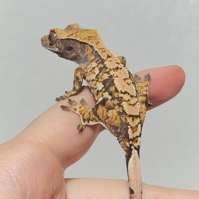 노멀 트라이 화이트스팟