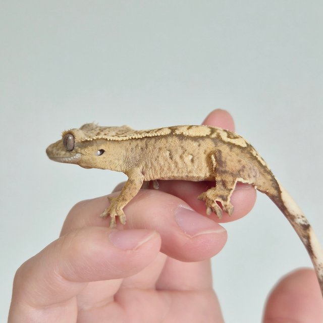 노멀 크림 크림시클 옐로우