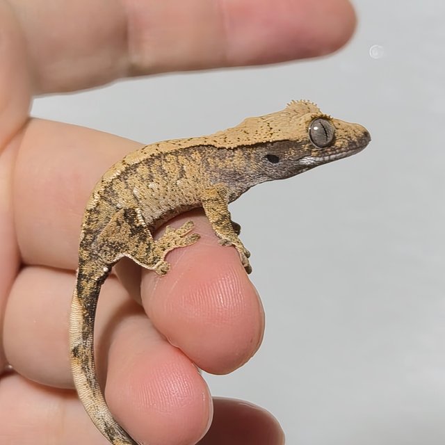 노멀 트라이 화이트스팟